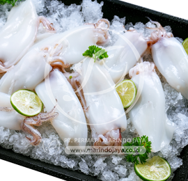 whole cleaned loligo squid