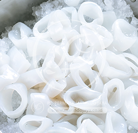 Loligo Squid