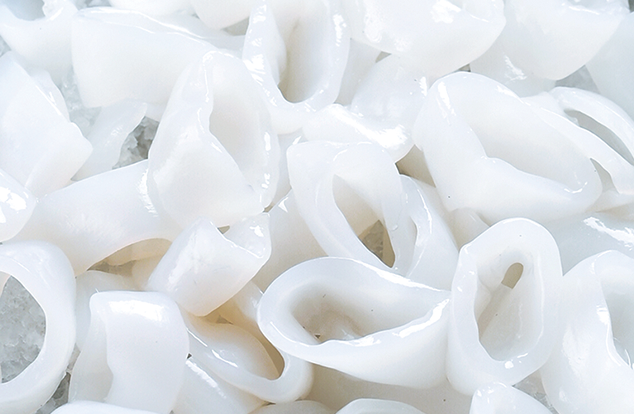 Loligo Squid