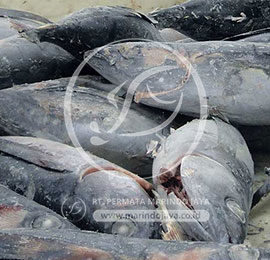 Albacore Wholeround