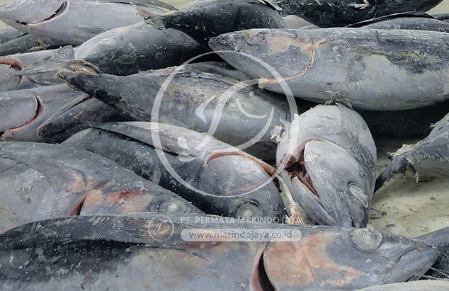 Albacore Wholeround