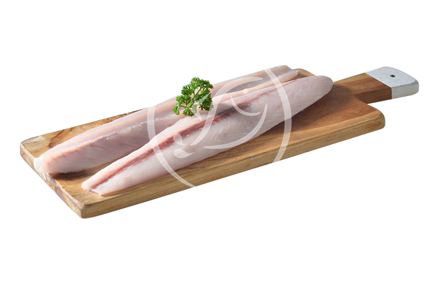 Cobia Fillet fresh fish