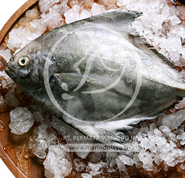 Black Pomfret Wholeround